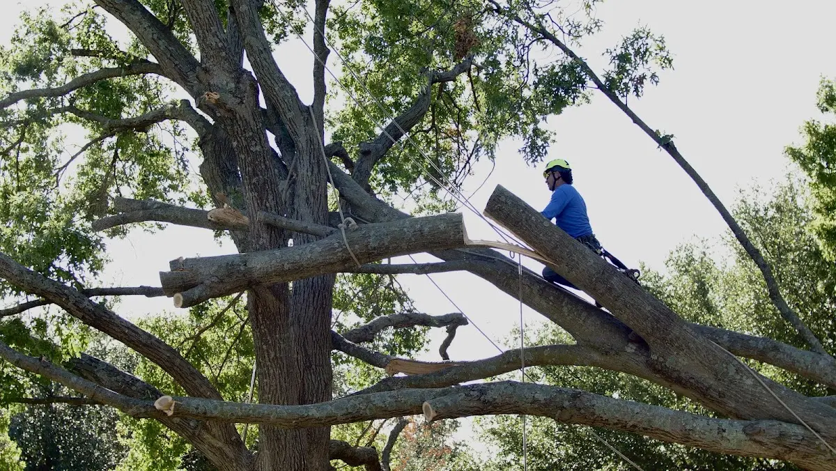 Professional Hazardous Tree Removal performed by certified arborists in Triumph